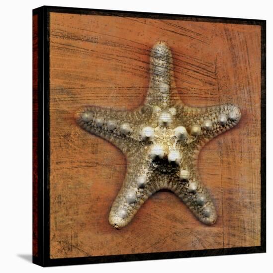 Armored Starfish-John W Golden-Premier Image Canvas