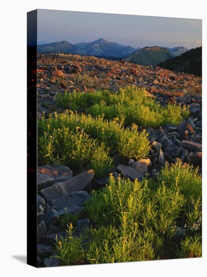 Arnica and Broken Rocks on Ridge Near Mount Isabel, Bridger National Forest, Wyoming, USA-Scott T. Smith-Premier Image Canvas