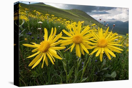 Arnica in flower on mountainside, Umbria, Italy-Paul Harcourt Davies-Premier Image Canvas