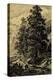 Arolla Pine-Ernst Heyn-Stretched Canvas