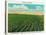 Aroostook County, Maine, View of a Potato Field in Full Bloom-Lantern Press-Stretched Canvas