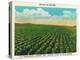 Aroostook County, Maine, View of a Potato Field in Full Bloom-Lantern Press-Stretched Canvas