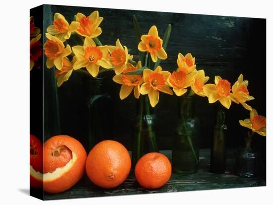Arrangement of Daffodils and Oranges-Michelle Garrett-Premier Image Canvas