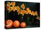 Arrangement of Daffodils and Oranges-Michelle Garrett-Premier Image Canvas