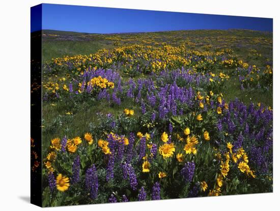 Arrowleaf Balsam Root, Lupine, Columbia Hills Sp, Washington, USA-Charles Gurche-Premier Image Canvas