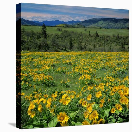 Arrowleaf Balsam Root, Tom Mccall Nature Preserve, Oregon, USA-Charles Gurche-Premier Image Canvas