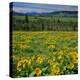 Arrowleaf Balsam Root, Tom Mccall Nature Preserve, Oregon, USA-Charles Gurche-Premier Image Canvas