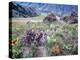 Arrowleaf Balsamroot and Indian Paintbrush, Imnaha River Canyon Rim, Oregon, USA-William Sutton-Premier Image Canvas