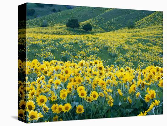 Arrowleaf Balsamroot in Bloom, Foothills of Bear River Range Above Cache Valley, Utah, Usa-Scott T^ Smith-Premier Image Canvas