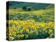 Arrowleaf Balsamroot in Bloom, Foothills of Bear River Range Above Cache Valley, Utah, Usa-Scott T^ Smith-Premier Image Canvas