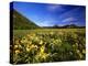 Arrowleaf balsomroot covers the praire, Waterton Lakes National Park, Alberta, Canada-Chuck Haney-Premier Image Canvas