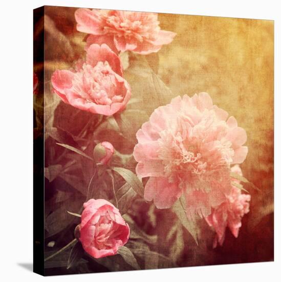 Art Floral Vintage Background with Pink Peonies-Irina QQQ-Stretched Canvas