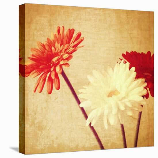 Art Floral Vintage Background with Red and White Gerbera in Sepia-Irina QQQ-Stretched Canvas
