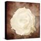 Art Floral Vintage Sepia Background with One White Rose-Irina QQQ-Stretched Canvas