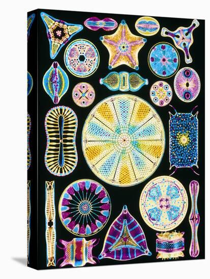 Art of Diatom Algae (from Ernst Haeckel)-null-Premier Image Canvas