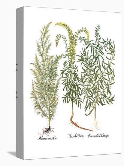 Artemisiae & Reseda-Besler Basilius-Premier Image Canvas