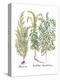 Artemisiae & Reseda-Besler Basilius-Premier Image Canvas