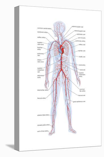 Arteries and Veins-Encyclopaedia Britannica-Stretched Canvas