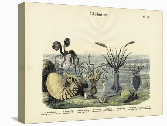 Arthropods, C.1860-null-Premier Image Canvas