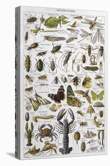 Arthropods Including a Wide Variety of Insects-null-Premier Image Canvas