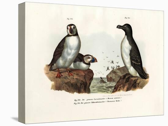 Artic Puffin, 1864-null-Premier Image Canvas