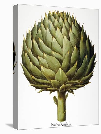 Artichoke, 1613-Besler Basilius-Premier Image Canvas