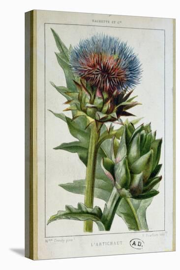 Artichoke, Botanical Plate-Marguerite Buret-Premier Image Canvas