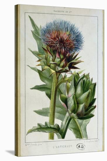 Artichoke, Botanical Plate-Marguerite Buret-Premier Image Canvas