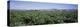 Artichoke Crop in a Field, Salinas Valley, California, USA-null-Premier Image Canvas