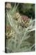 Artichoke (Cynara Scolymus) Flowers-Veronique Leplat-Premier Image Canvas