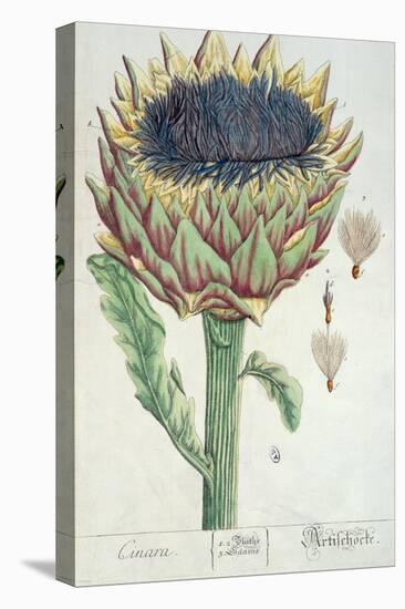 Artichoke, from 'Herbarium Blackwellianum', 1757-Elizabeth Blackwell-Premier Image Canvas