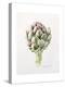 Artichoke Study, 1993-Alison Cooper-Premier Image Canvas