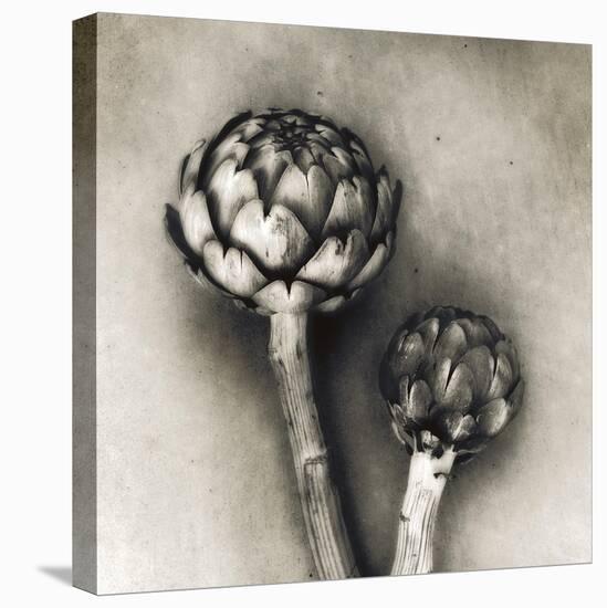 Artichoke-Jamie Cook-Premier Image Canvas