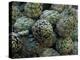 Artichokes, Siracusa, Italy-Dave Bartruff-Premier Image Canvas