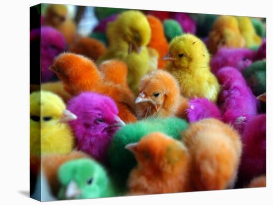 Artificially Colored Chicks Crowd Together-null-Premier Image Canvas