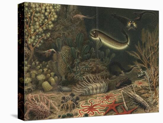 Artist's impression of deep sea scene with luminous fishes, 1903. Artist: Unknown-Unknown-Premier Image Canvas