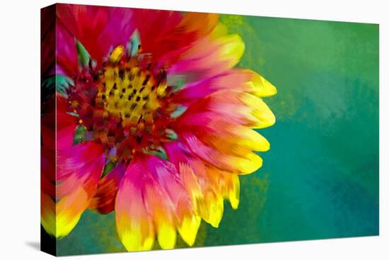 Artistic Rendition of Indian Blanket Flower-Rona Schwarz-Premier Image Canvas