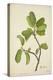 Artocarpus Lakoocha Roxb, 1800-10-null-Premier Image Canvas
