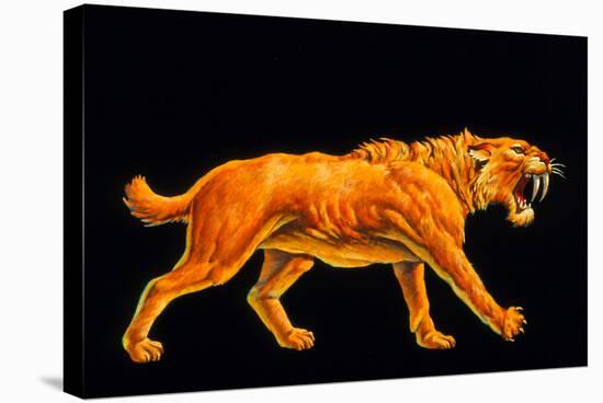 Artwork of a Sabre-toothed Cat (Smilodon Sp.)-Joe Tucciarone-Premier Image Canvas