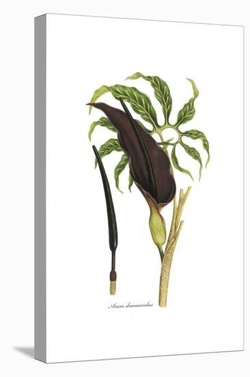 Arum dracunculus, Flora Graeca-Ferdinand Bauer-Premier Image Canvas