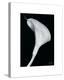 Arum Lily II-Bruce Rae-Stretched Canvas