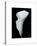 Arum Lily III-Bruce Rae-Stretched Canvas