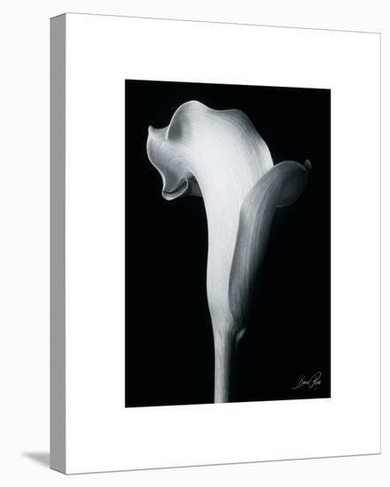 Arum Lily IV-Bruce Rae-Stretched Canvas