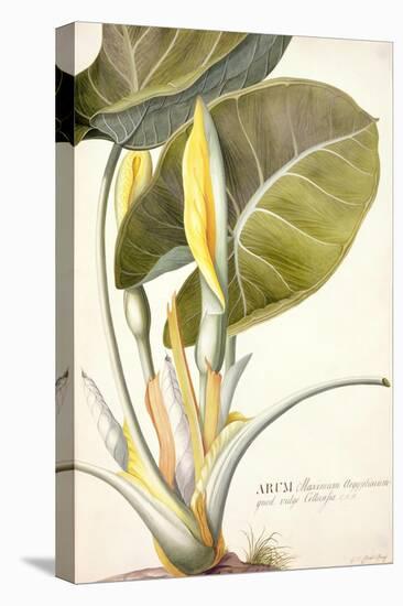 Arum Maximum Aegyptiacum, C.1740-45-Georg Dionysius Ehret-Premier Image Canvas