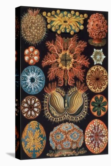 Ascidiae, Plate 85 from `Kunstformen Der Natur`, 1899-1904-Ernst Haeckel-Premier Image Canvas