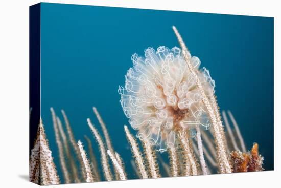 Ascidian Tunicate Colony (Diazona Violacea), Cap De Creus, Costa Brava, Spain-Reinhard Dirscherl-Premier Image Canvas