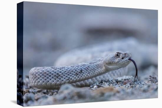 Ash Colored Morph of the Endemic Rattleless Rattlesnake (Crotalus Catalinensis)-Michael Nolan-Premier Image Canvas