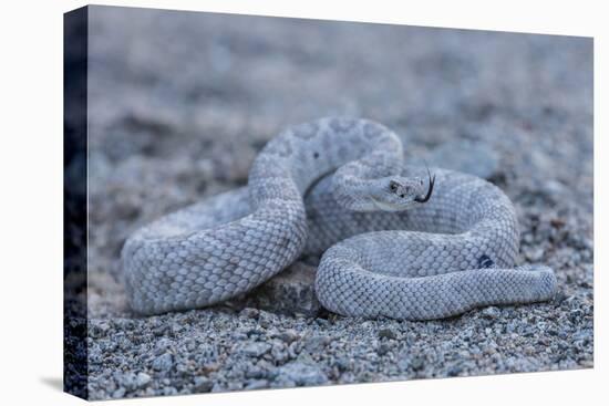 Ash Colored Morph of the Endemic Rattleless Rattlesnake (Crotalus Catalinensis)-Michael Nolan-Premier Image Canvas