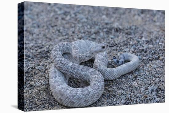 Ash Colored Morph of the Endemic Rattleless Rattlesnake (Crotalus Catalinensis)-Michael Nolan-Premier Image Canvas