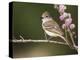 Ash-Throated Flycatcher, Uvalde County, Hill Country, Texas, USA-Rolf Nussbaumer-Premier Image Canvas